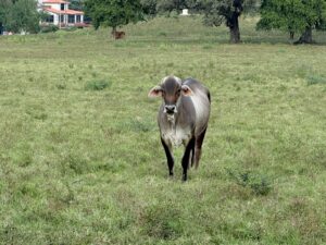 Hidalgo presume estrategia contra gusano barrenador… pero aumentan casos activos y ya afecta a perros
